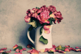5 tipů, jak sušit růže. Mějte z nich radost napořád!